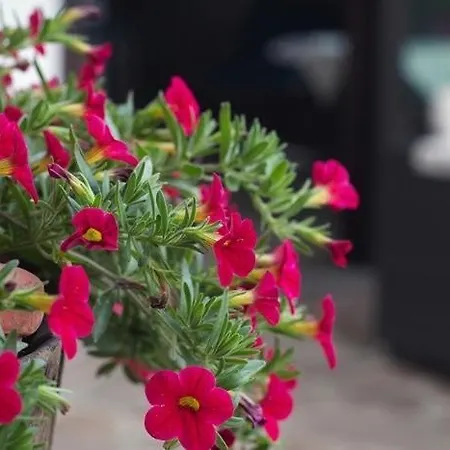 Il Forno Dal 1922 Bed and breakfast Bene Vagienna