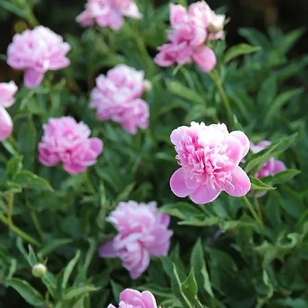 Bed and breakfast Il Forno Dal 1922